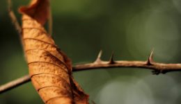 Autumn Leaf in soft light