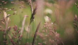 A Morning walk with a Helios lens