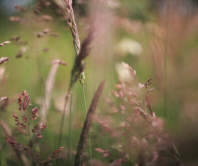 A Morning walk with a Helios lens